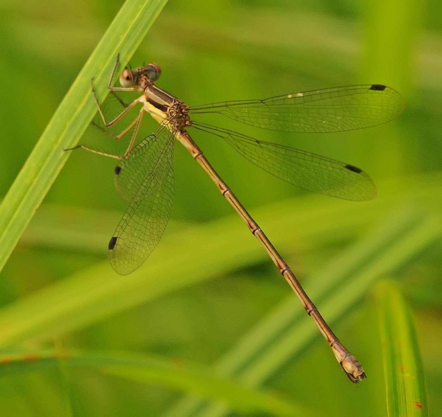 Slender Spreadwing Photo by marion dobbs