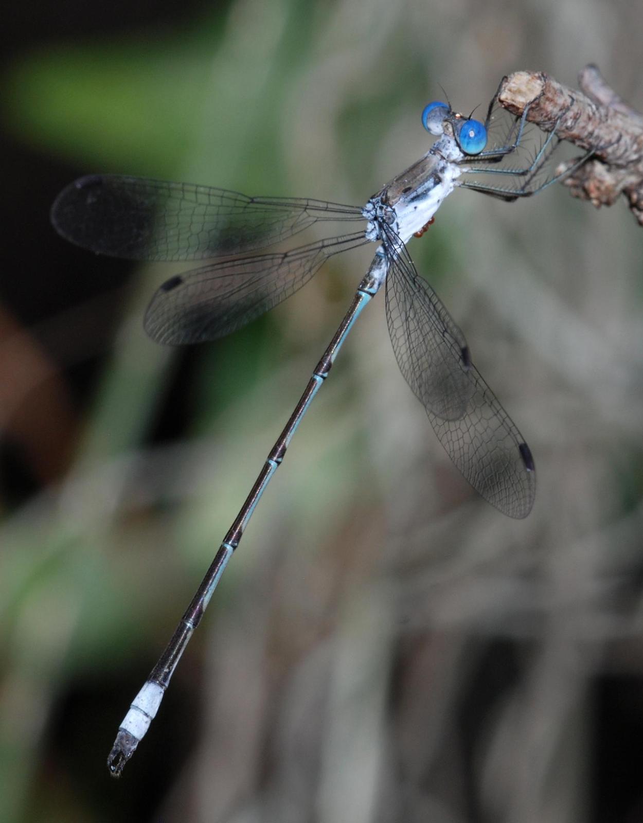 Chalky Spreadwing Photo by Robert Behrstock