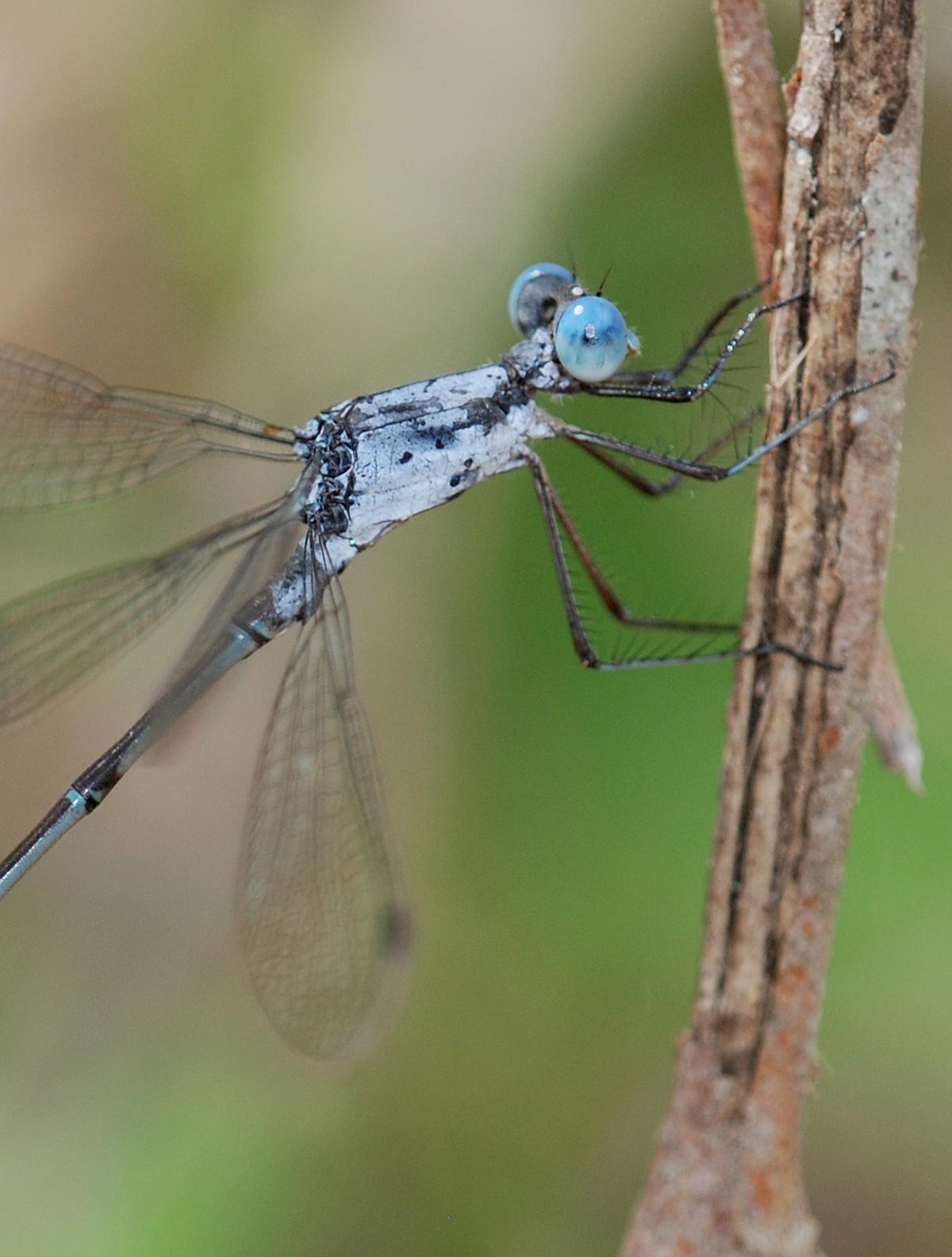 Chalky Spreadwing Photo by Robert Behrstock