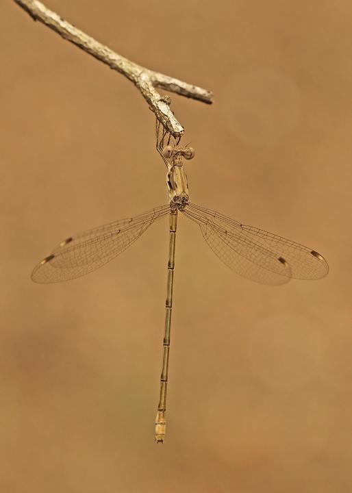 Chalky Spreadwing Photo by Jim Burns