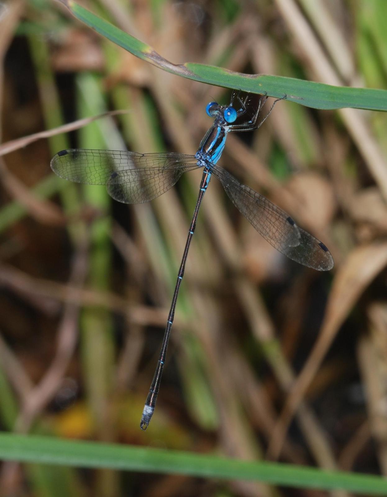 Blue-striped Spreadwing Photo by Robert Behrstock