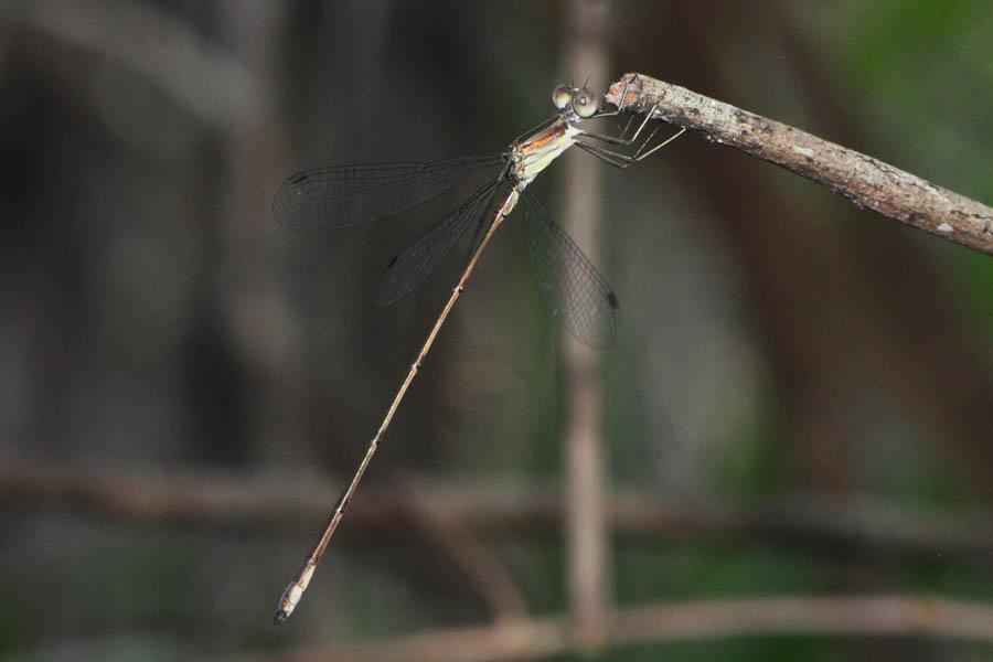 Blue-striped Spreadwing Photo by Troy Hibbits