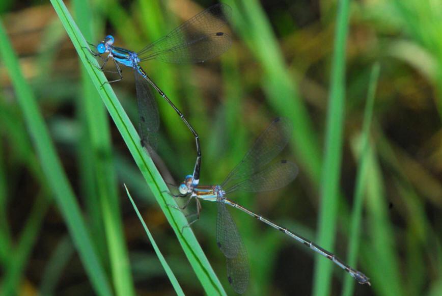 Blue-striped Spreadwing Photo by Troy Hibbits