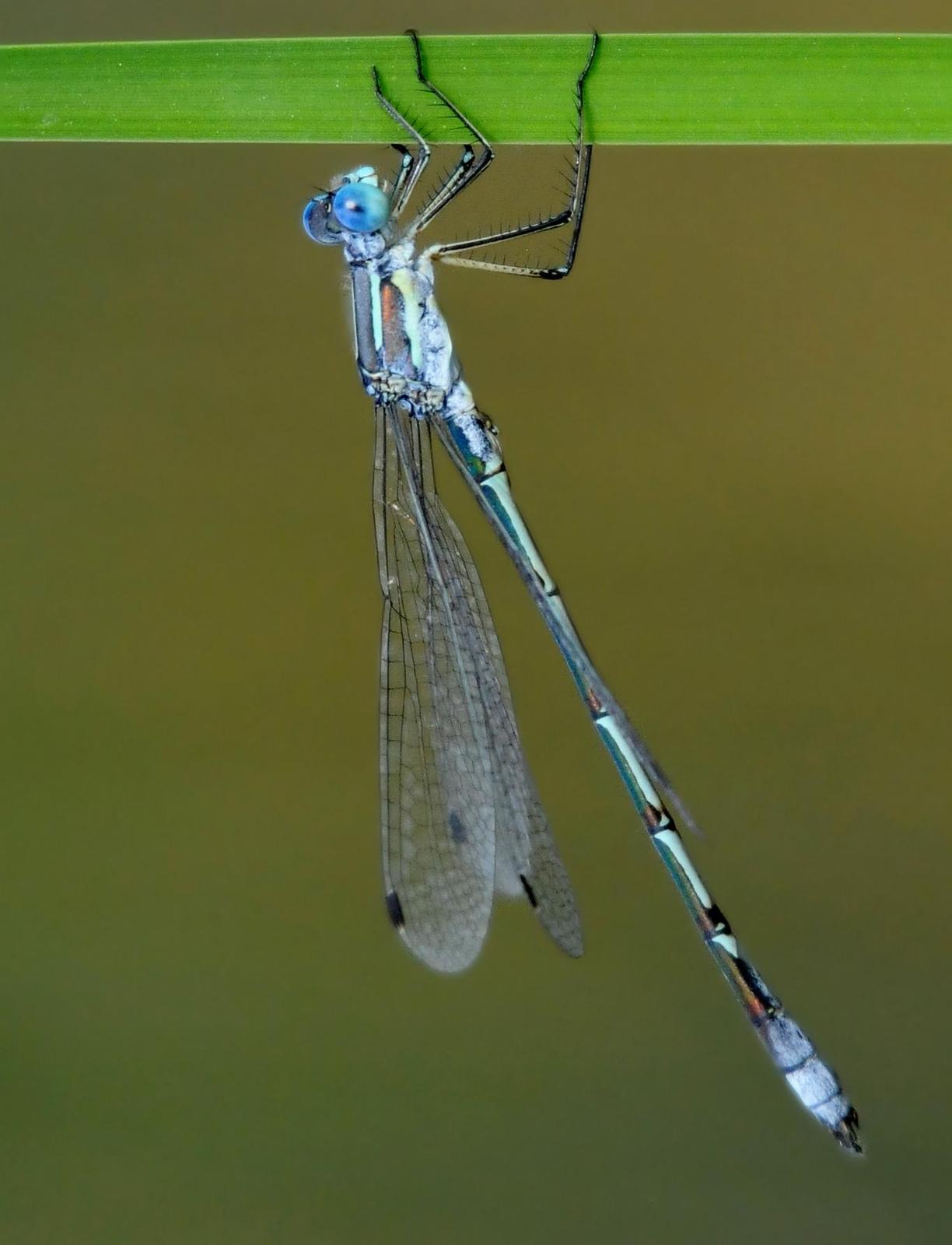 Lyre-tipped Spreadwing Photo by Steven Mlodinow