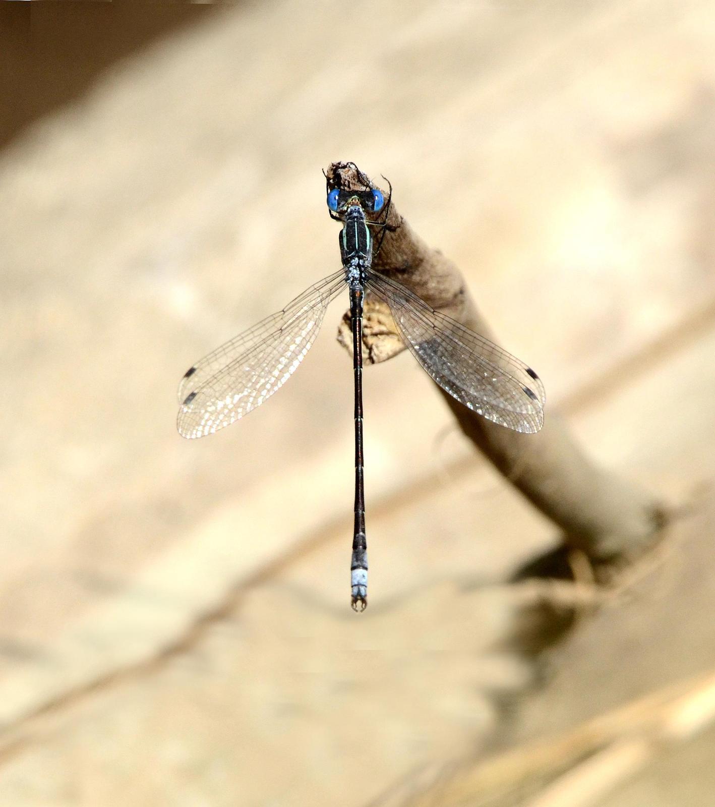 Lyre-tipped Spreadwing Photo by Steven Mlodinow