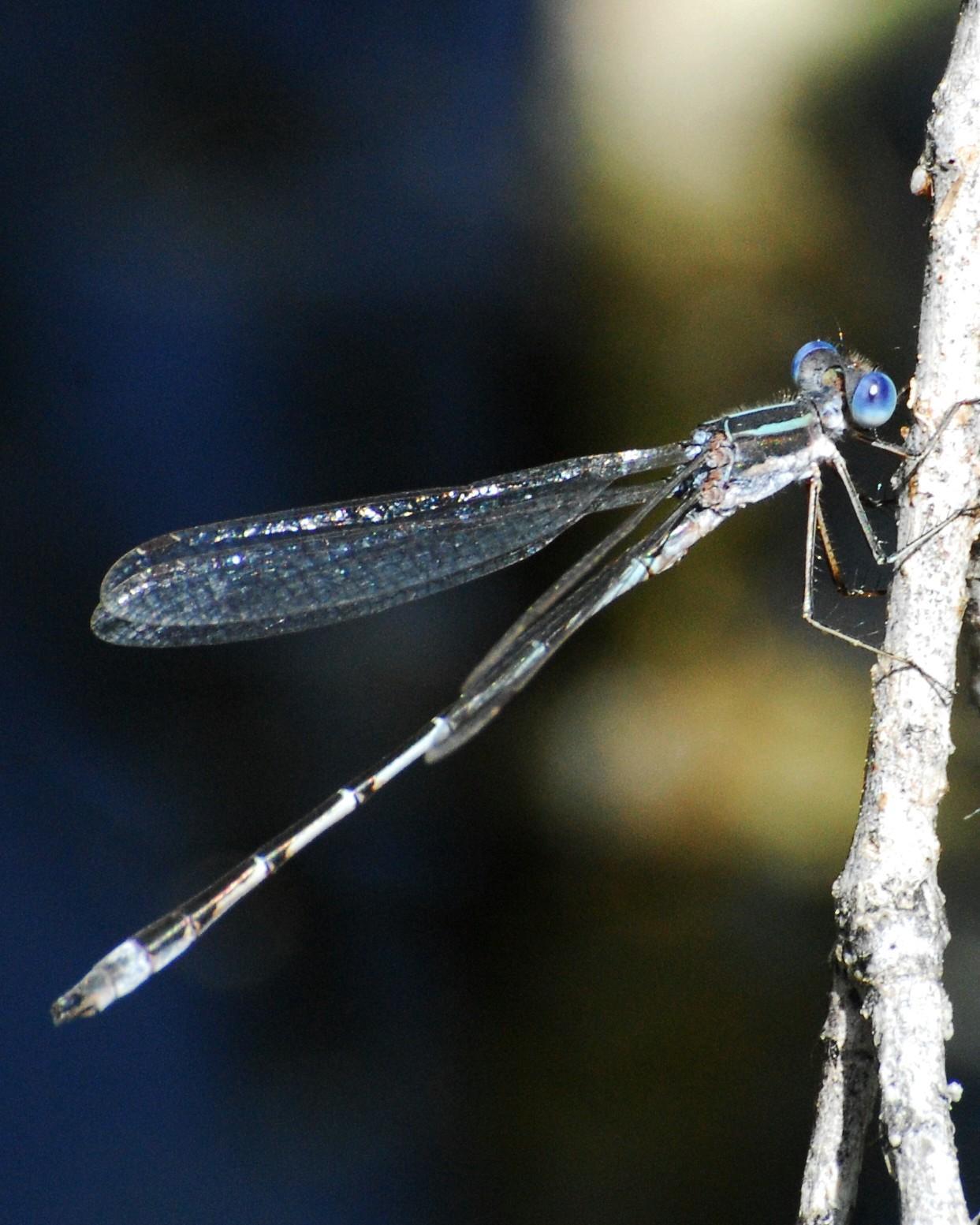 Lyre-tipped Spreadwing Photo by David Hollie