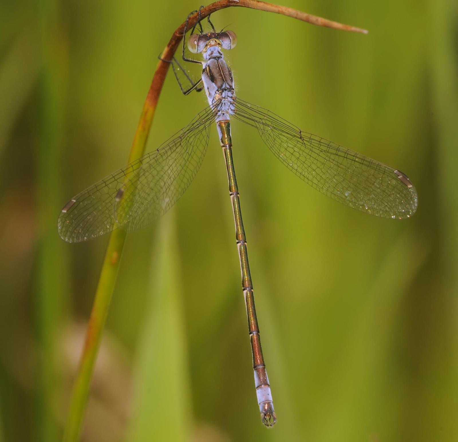 Lyre-tipped Spreadwing Photo by marion dobbs
