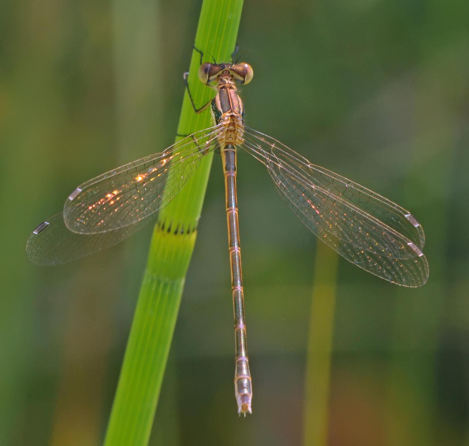 Lyre-tipped Spreadwing Photo by marion dobbs