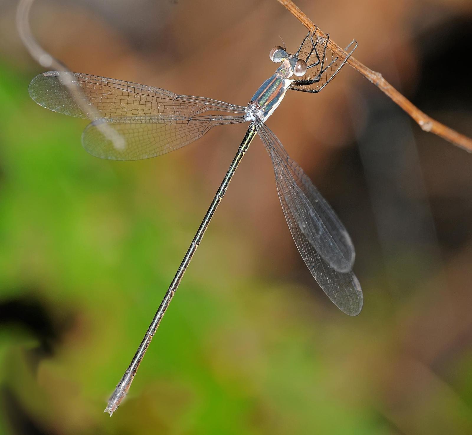 Swamp Spreadwing Photo by marion dobbs
