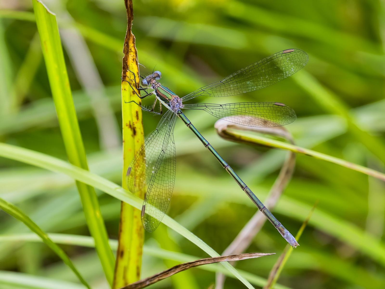 Swamp Spreadwing Photo by Michael Moore