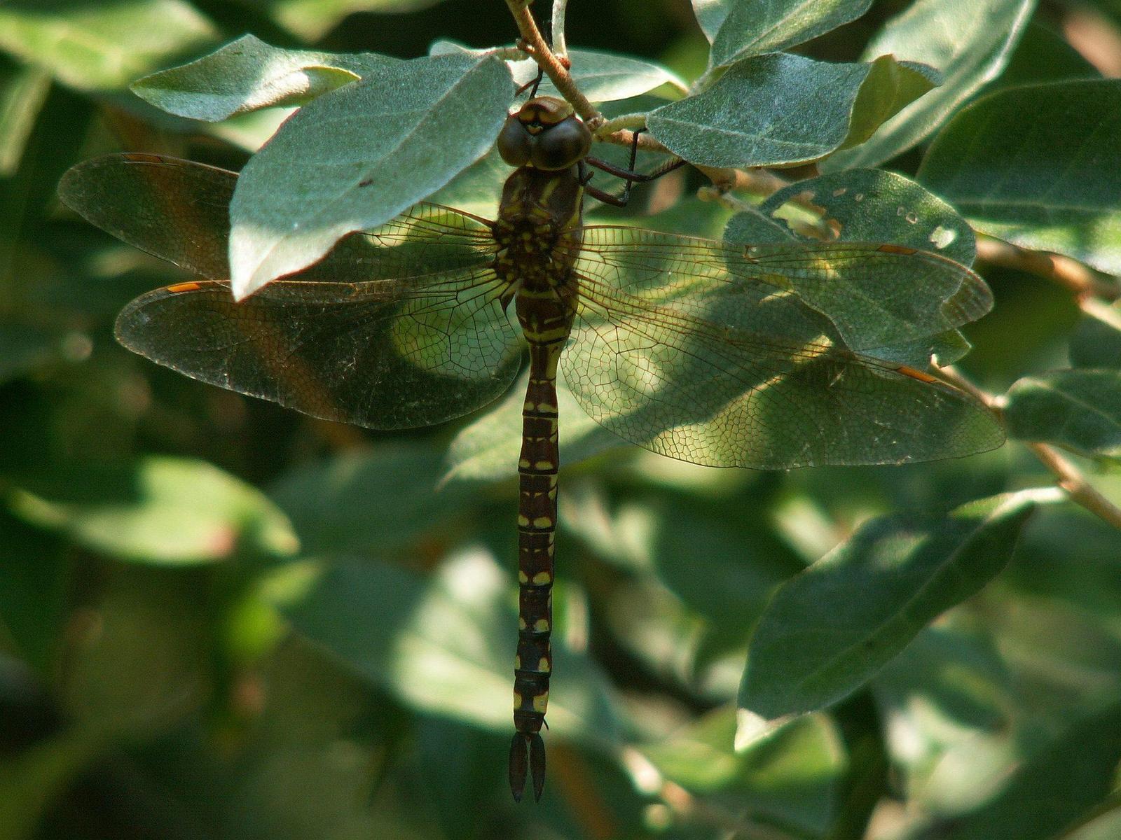 Lance-tipped Darner Photo by Victor Fazio