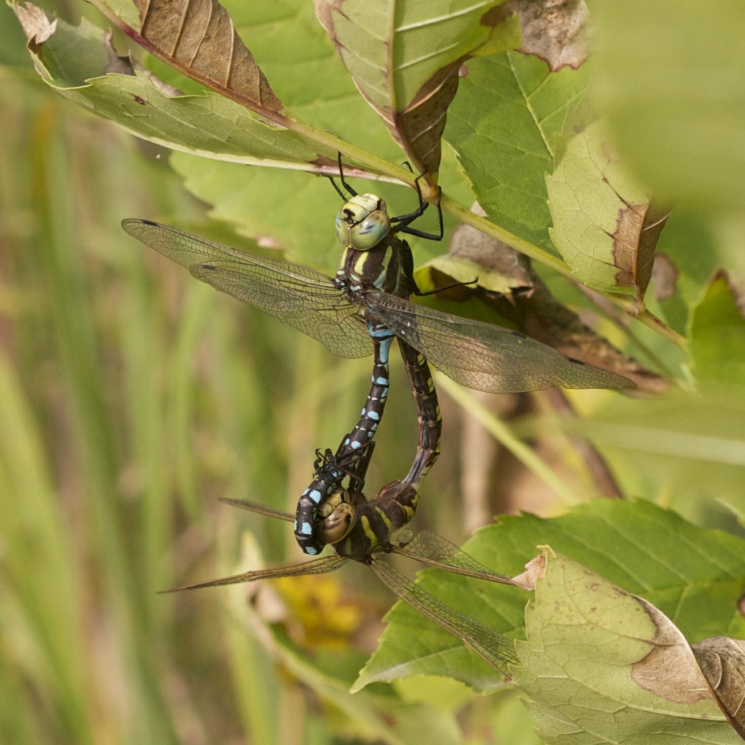 Lance-tipped Darner Photo by Scott King