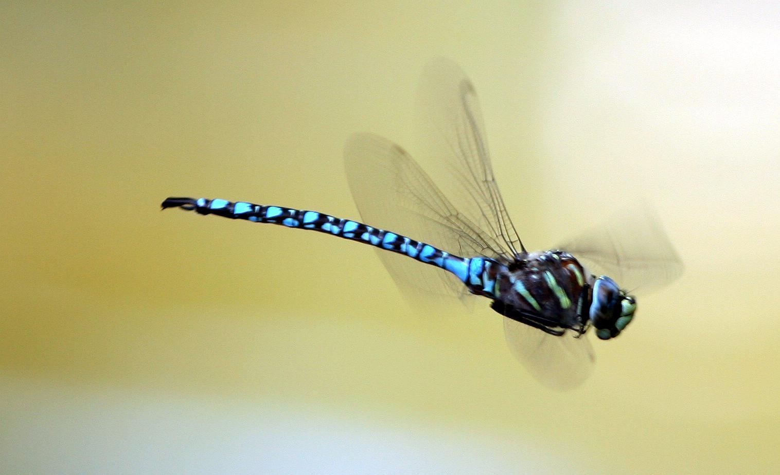 Paddle-tailed Darner Photo by John Sterling