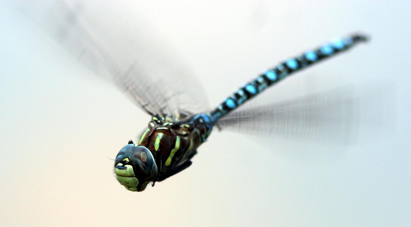 Paddle-tailed Darner Photo by John Sterling