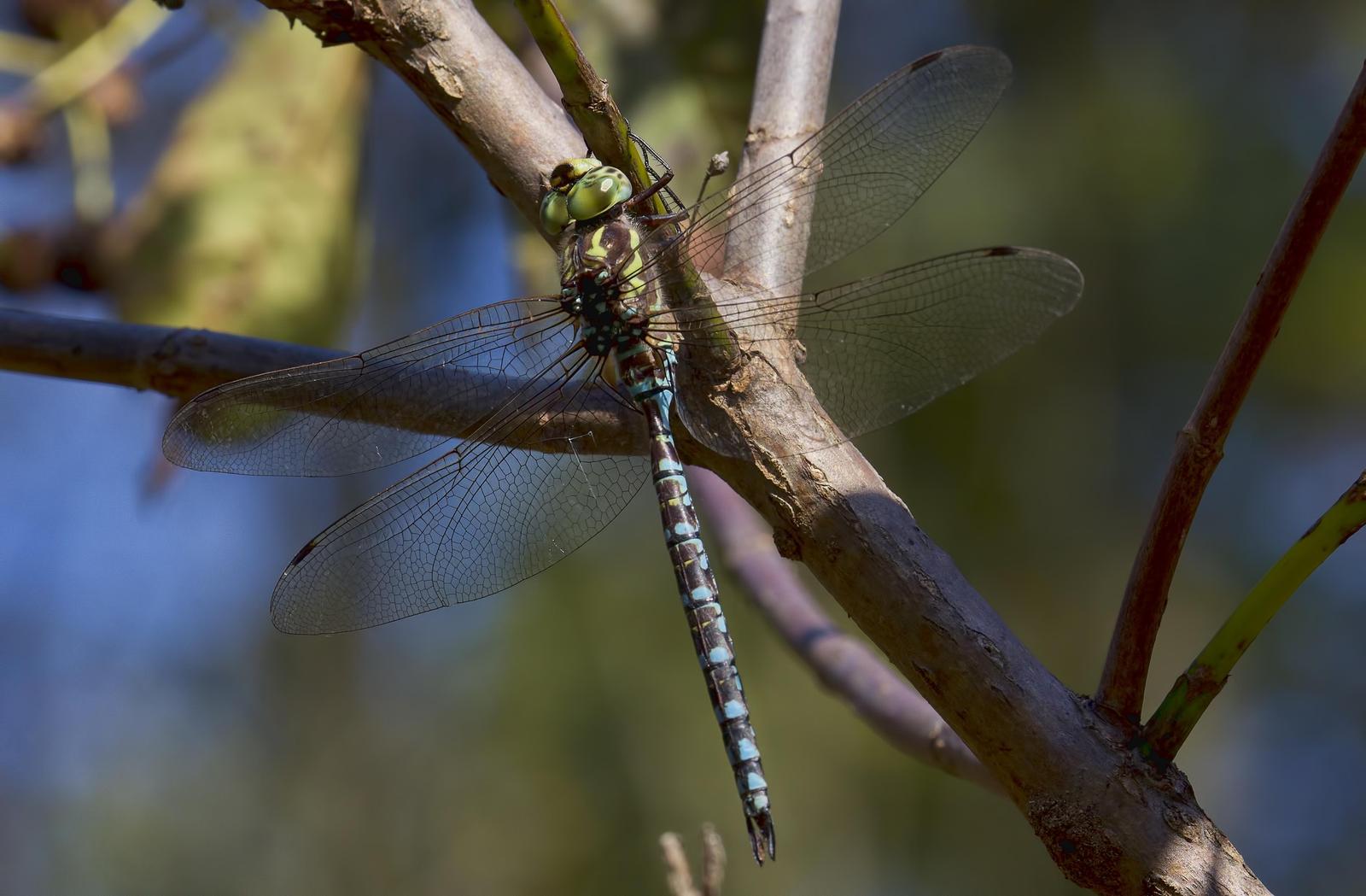 Green-striped Darner Photo by Michael Moore