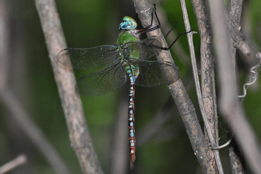 Blue-spotted Comet Darner Photo by Troy Hibbits
