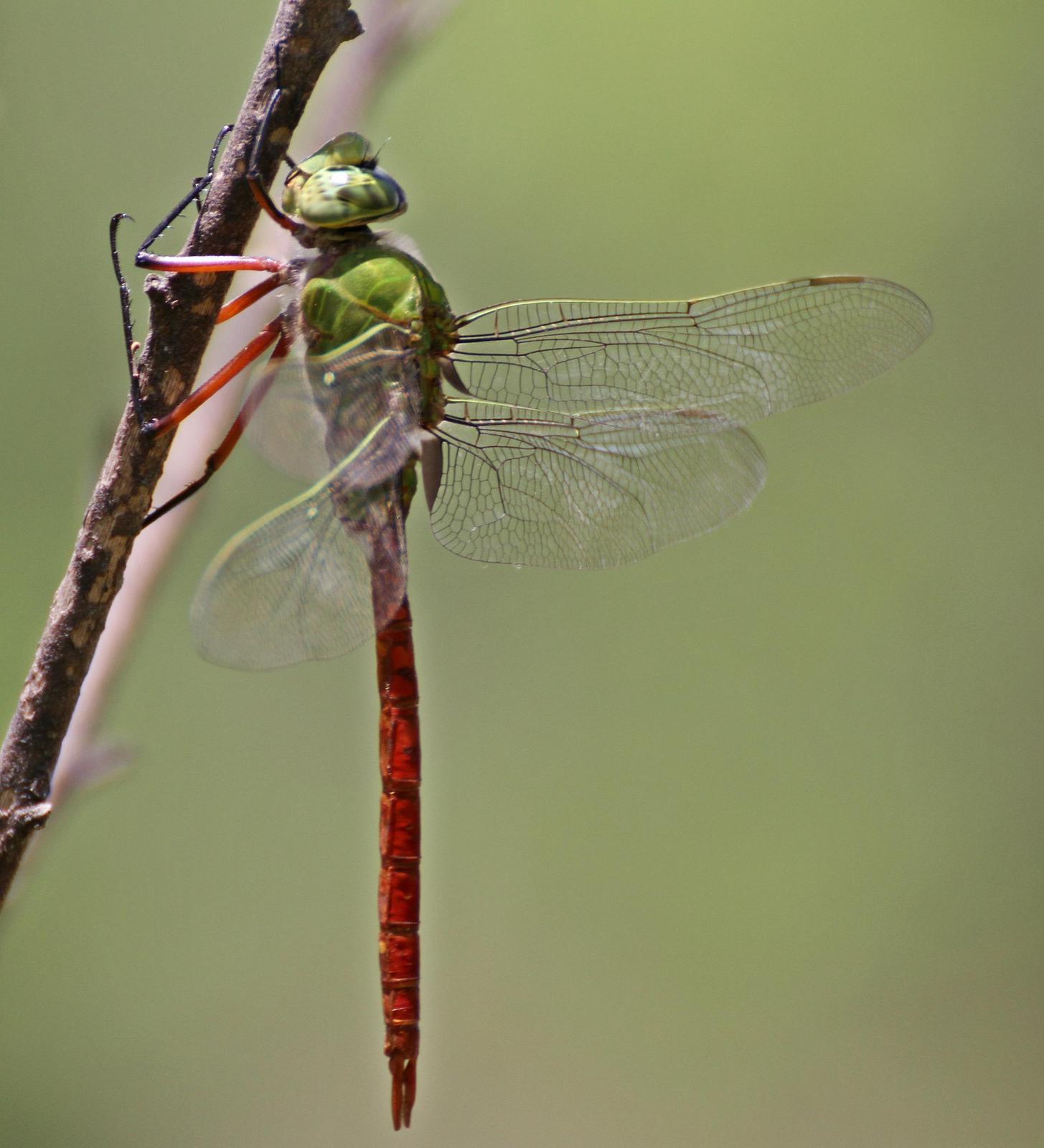 Comet Darner Photo by Andrew Theus