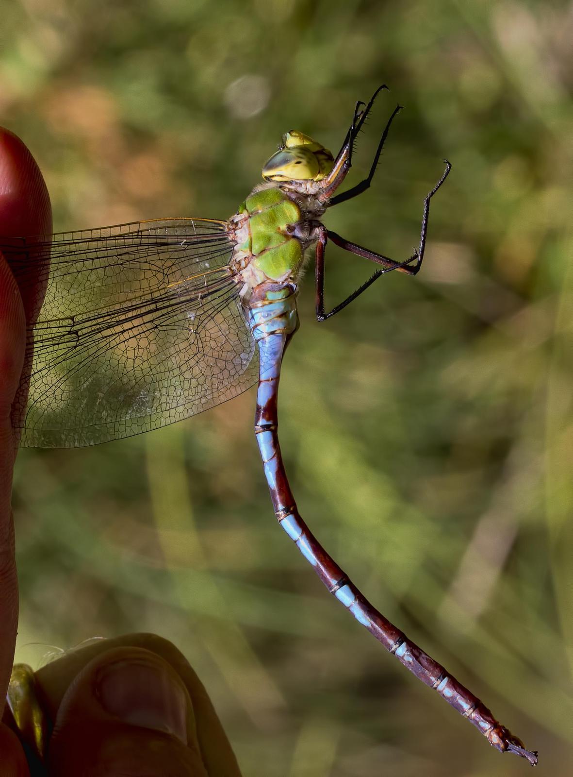 Giant Darner Photo by Michael Moore