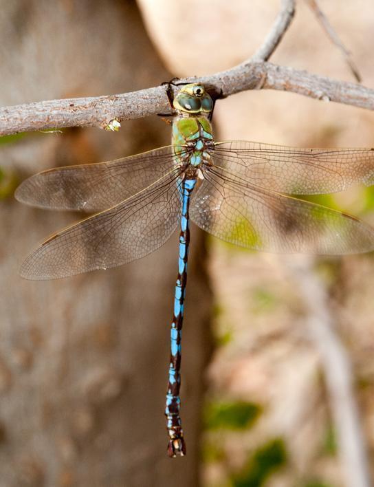 Giant Darner Photo by Terry Hibbitts