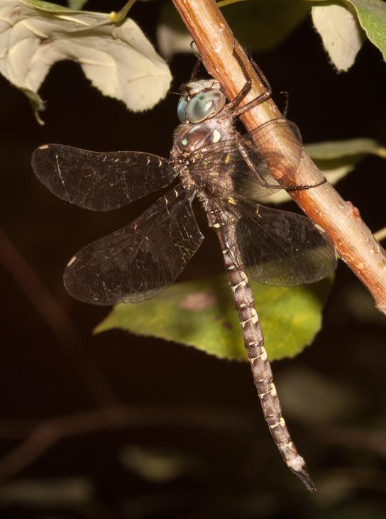 Ocellated Darner Photo by Terry Hibbitts