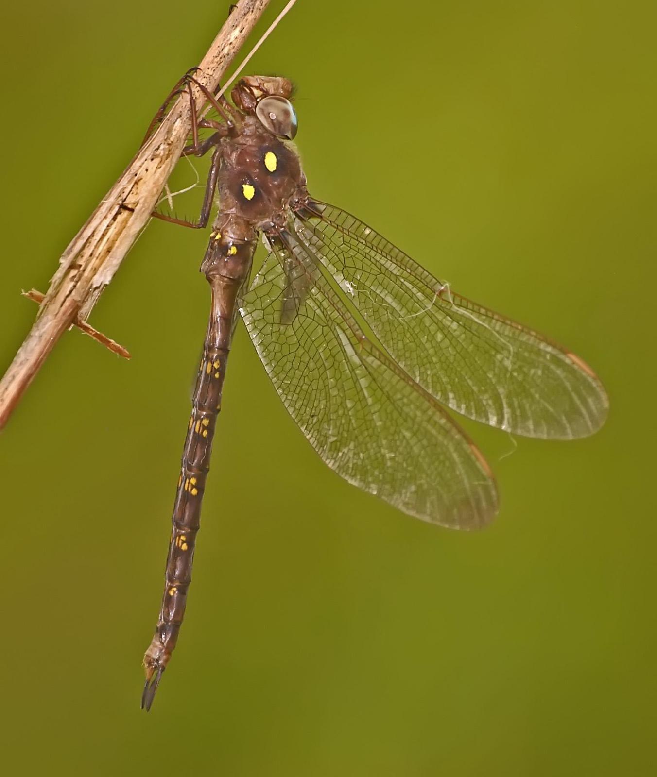 Fawn Darner Photo by marion dobbs