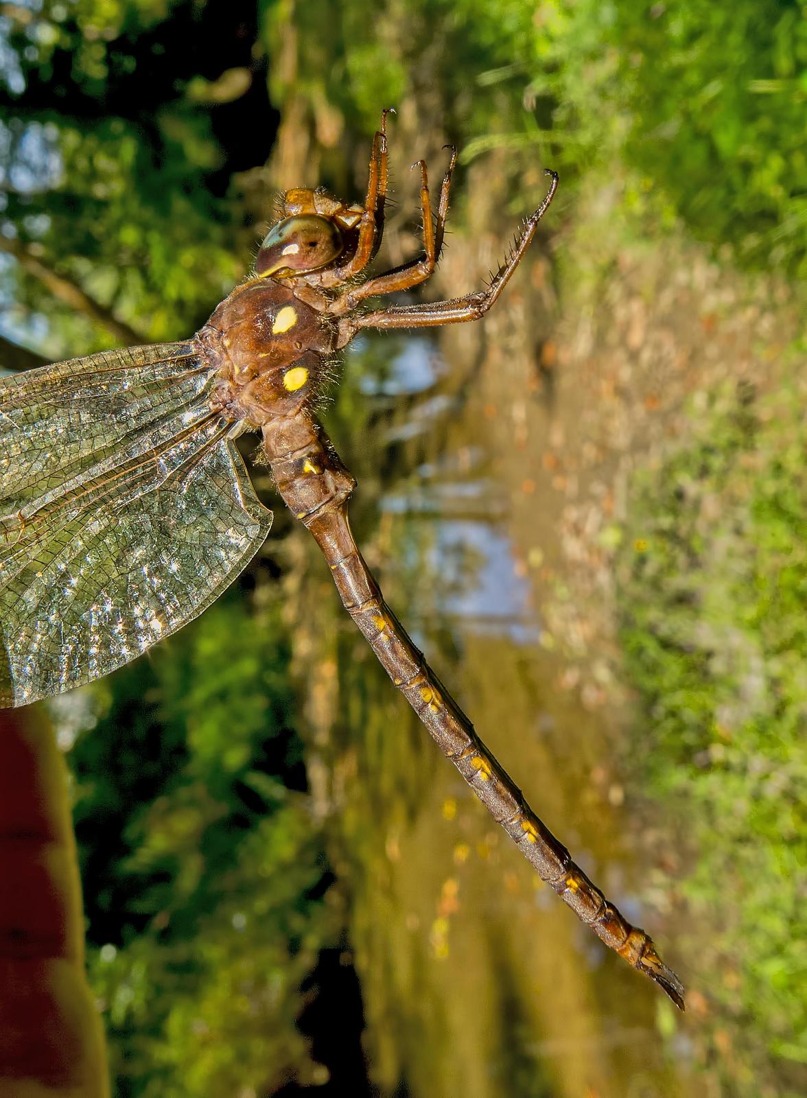 Fawn Darner Photo by Michael Moore
