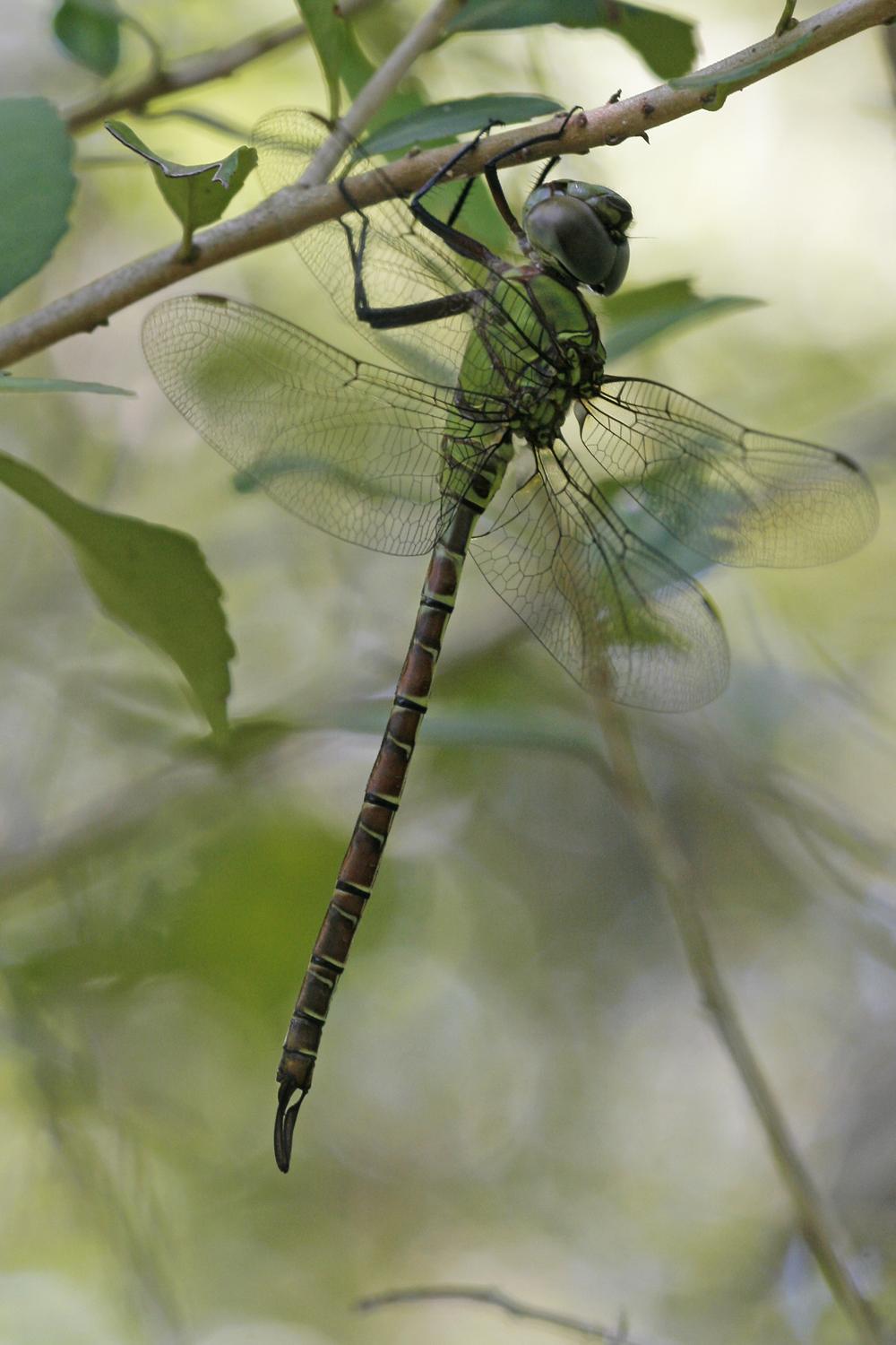 Blue-faced Darner Photo by Chuck Duplant