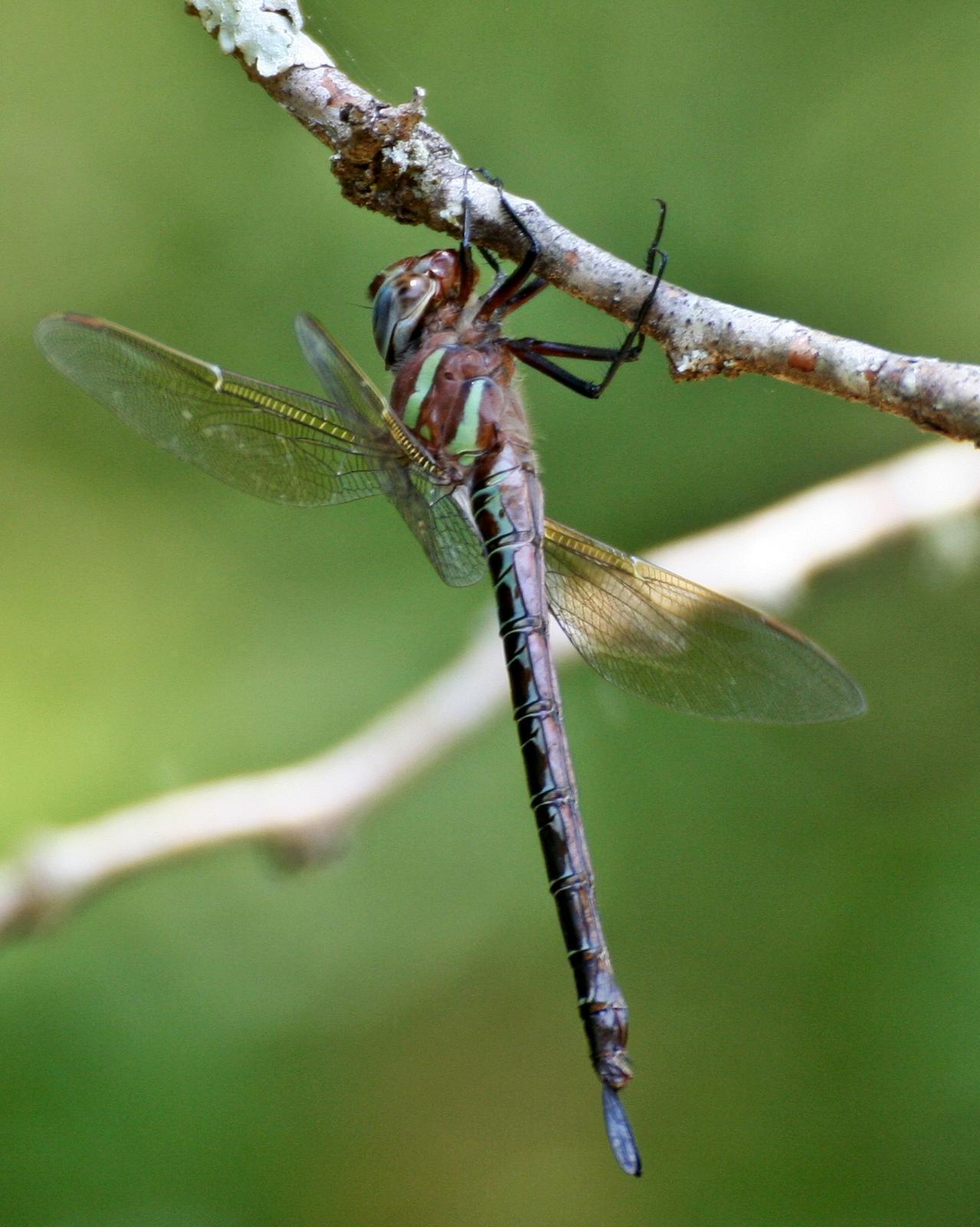 Swamp Darner Photo by Andrew Theus