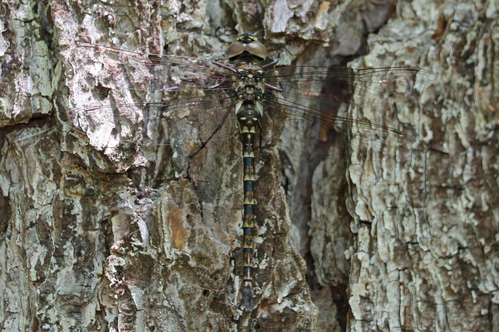 Taper-tailed Darner Photo by Kristy Baker