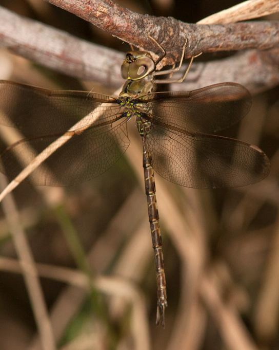 Bar-sided Darner Photo by Terry Hibbitts