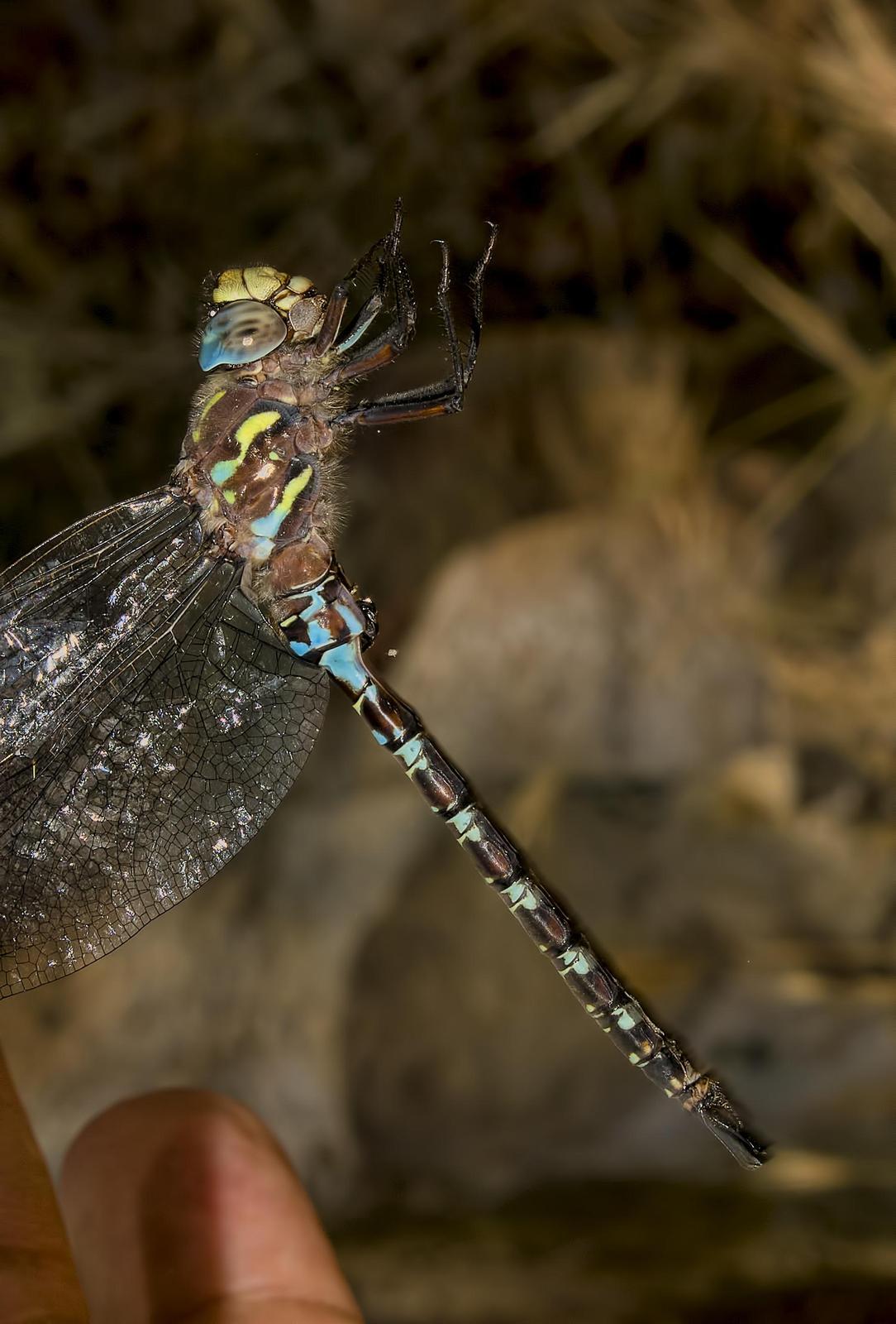 Riffle Darner Photo by Michael Moore
