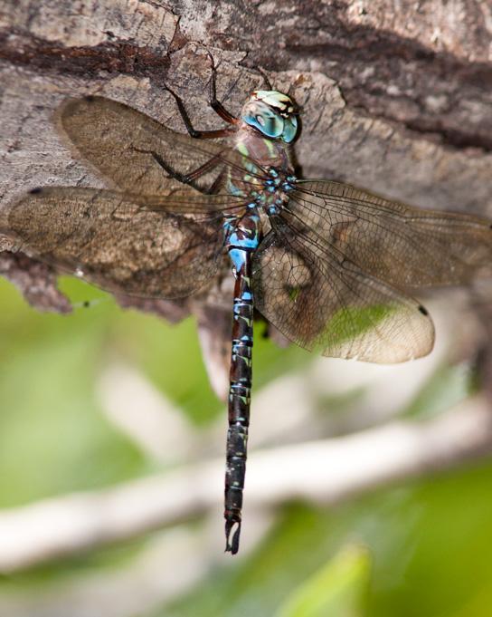 Riffle Darner Photo by Terry Hibbitts