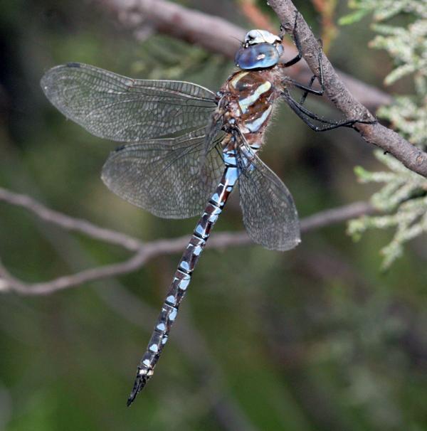 Arroyo Darner Photo by Terry Hibbitts