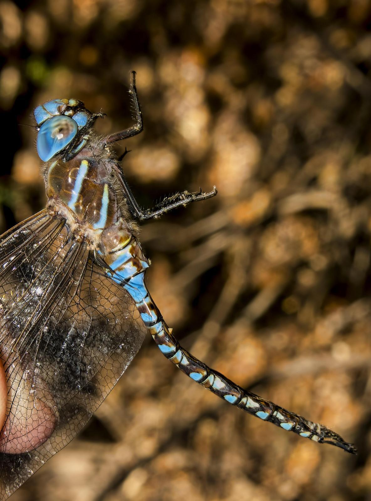 Blue-eyed Darner Photo by Michael Moore