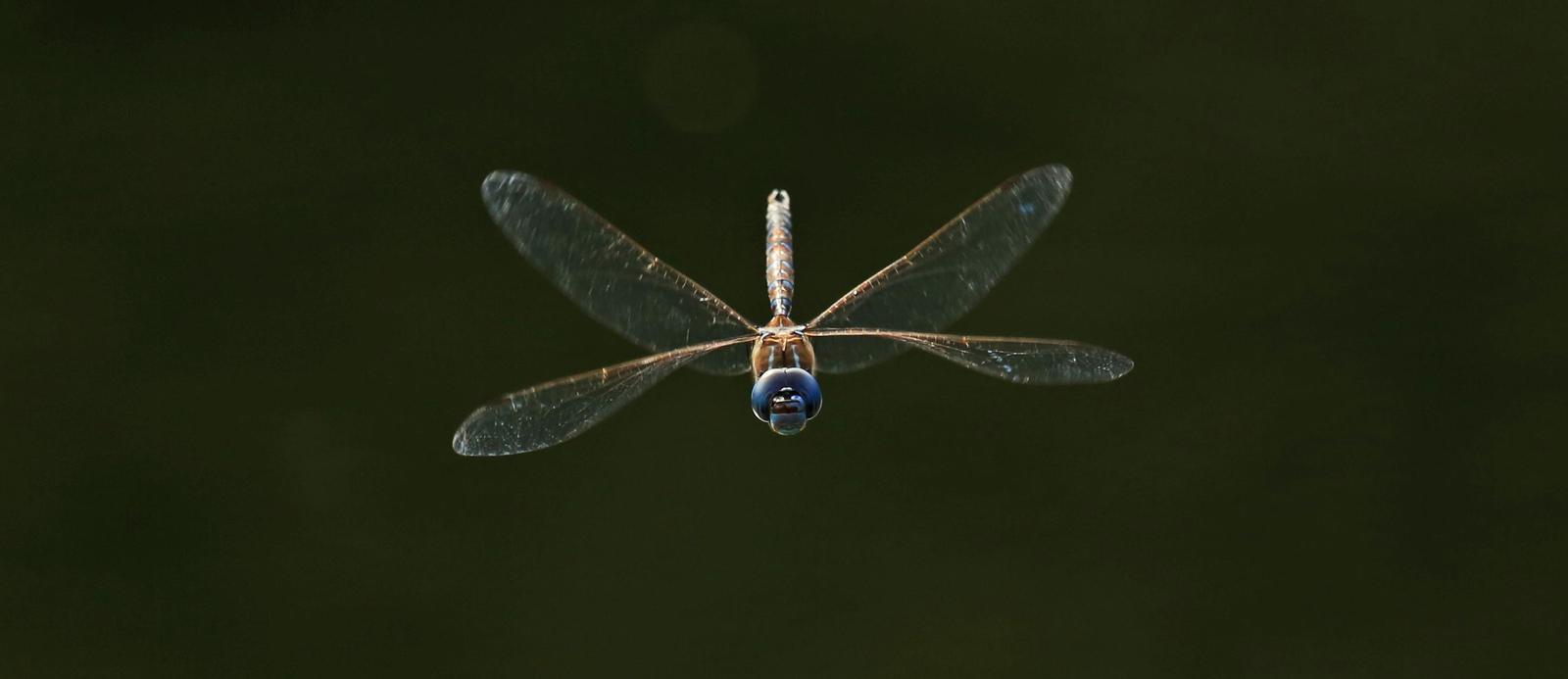 Blue-eyed Darner Photo by Jim  Murray