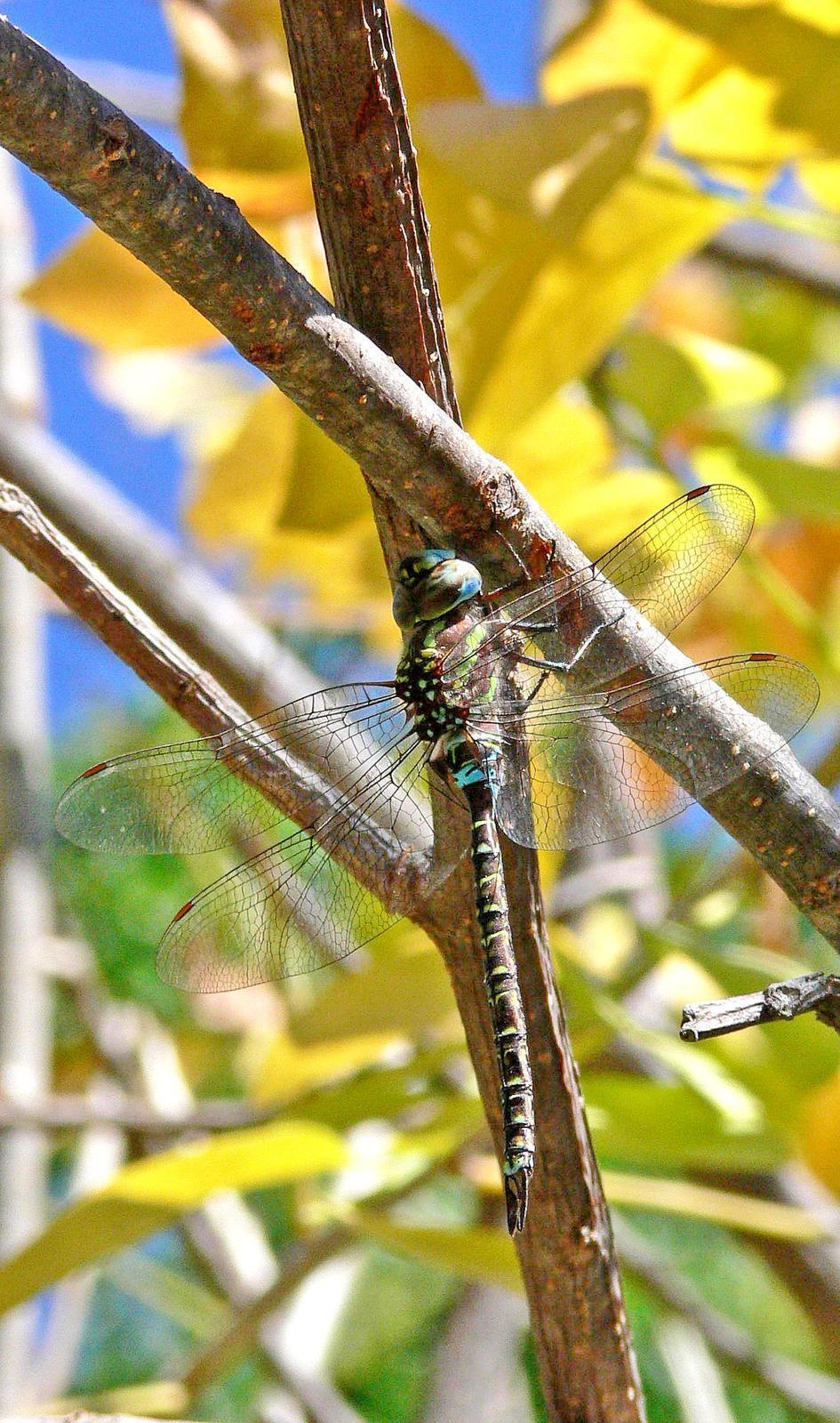 Turquoise-tipped Darner Photo by Steven Mlodinow