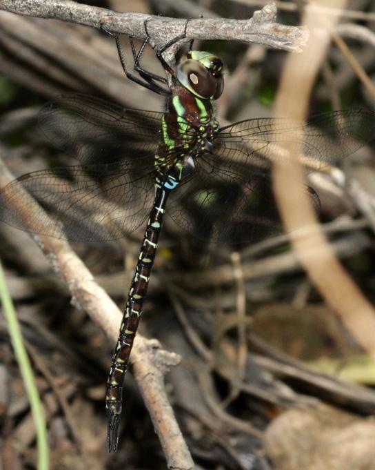 Turquoise-tipped Darner Photo by Terry Hibbitts