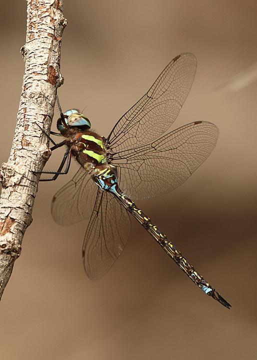 Turquoise-tipped Darner Photo by Jim Burns