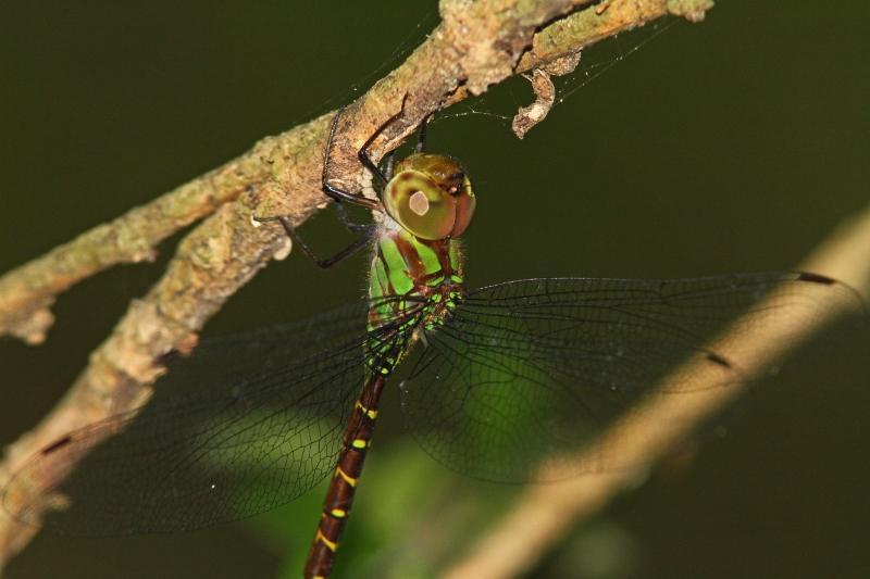 Caribbean Darner Photo by Terry Hibbitts