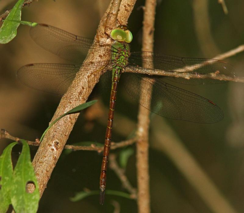 Pale-green Darner Photo by Terry Hibbitts