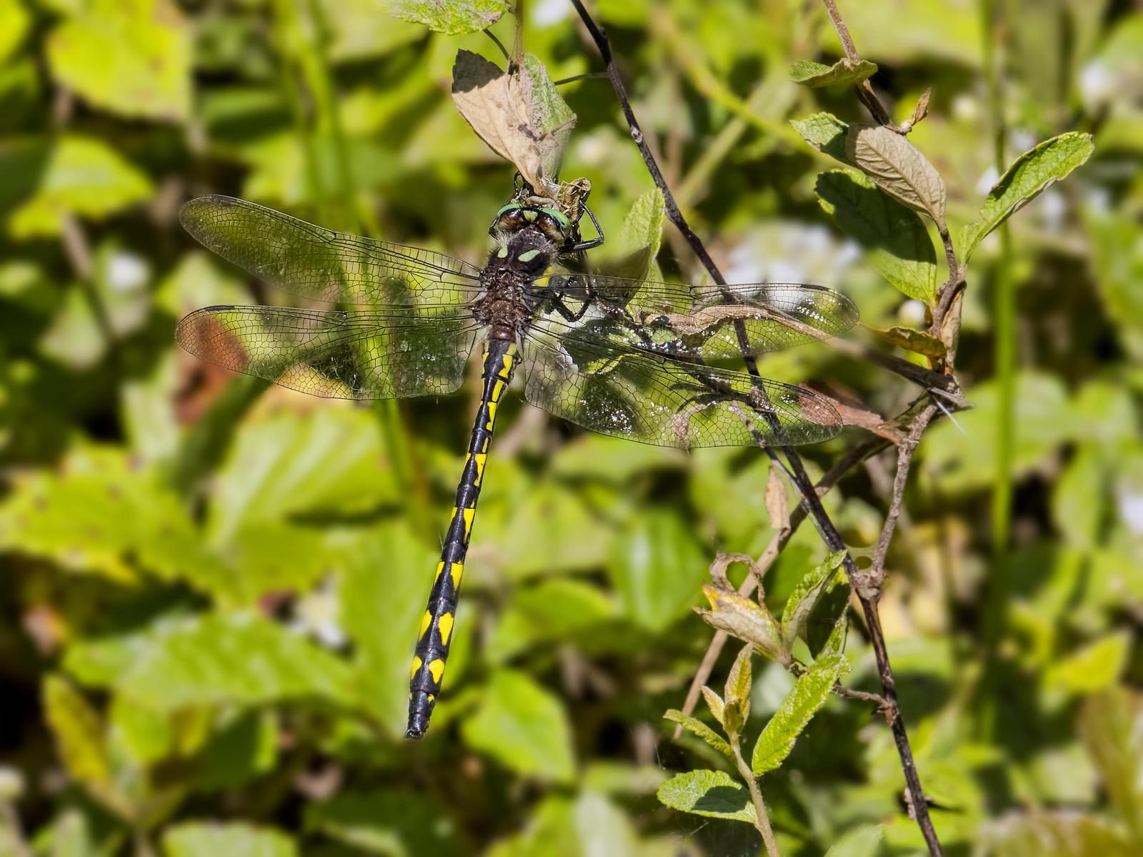 Delta-spotted Spiketail Photo by Michael Moore