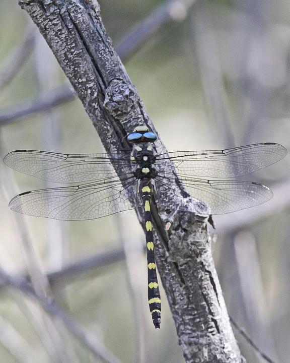 Pacific Spiketail Photo by Alison Sheehey