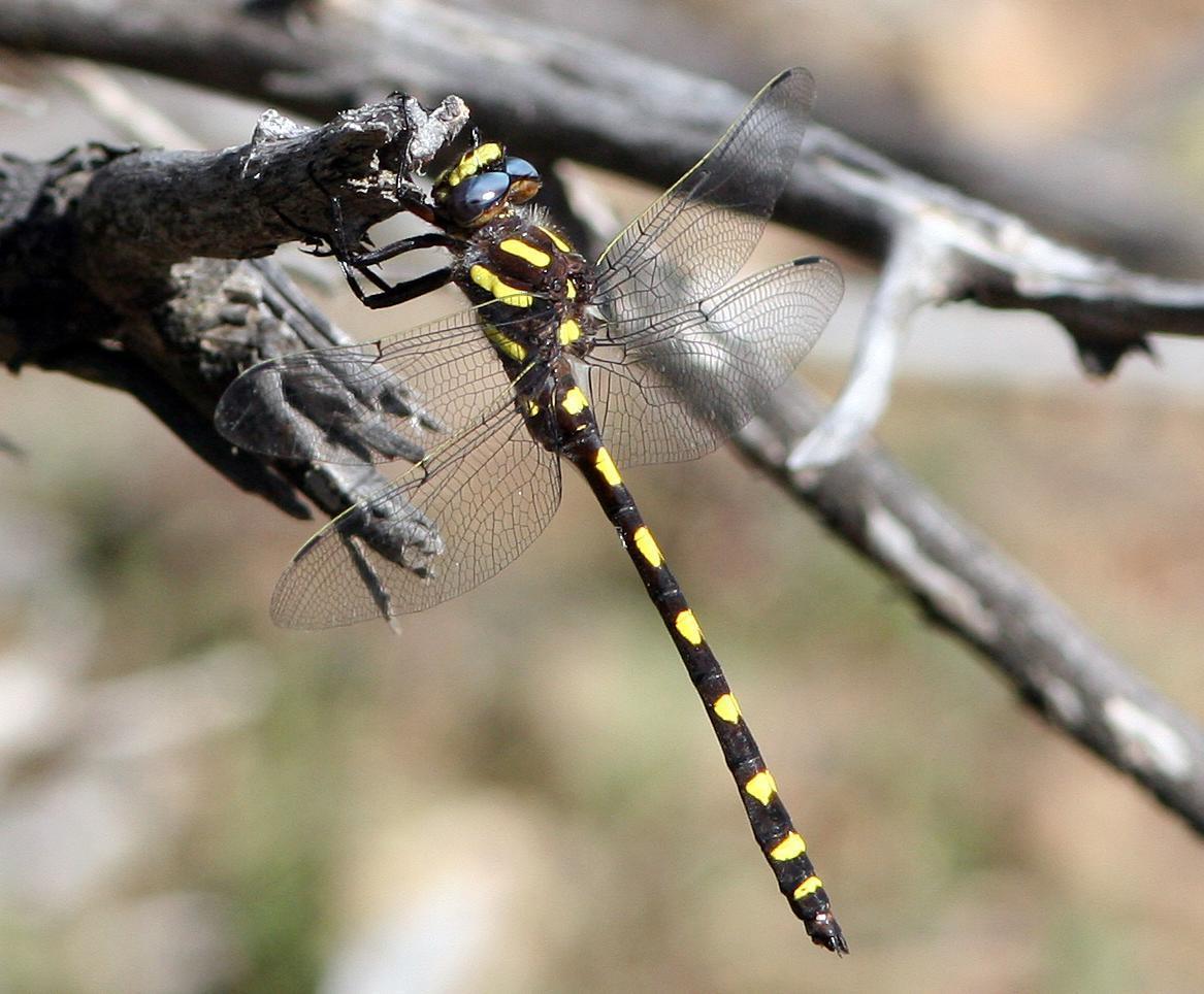 Pacific Spiketail Photo by John Sterling