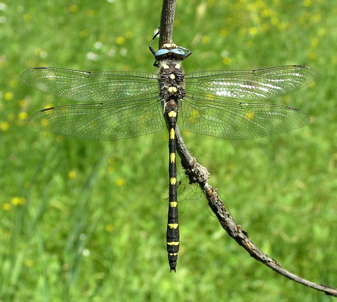 Pacific Spiketail Photo by Nathan Kohler