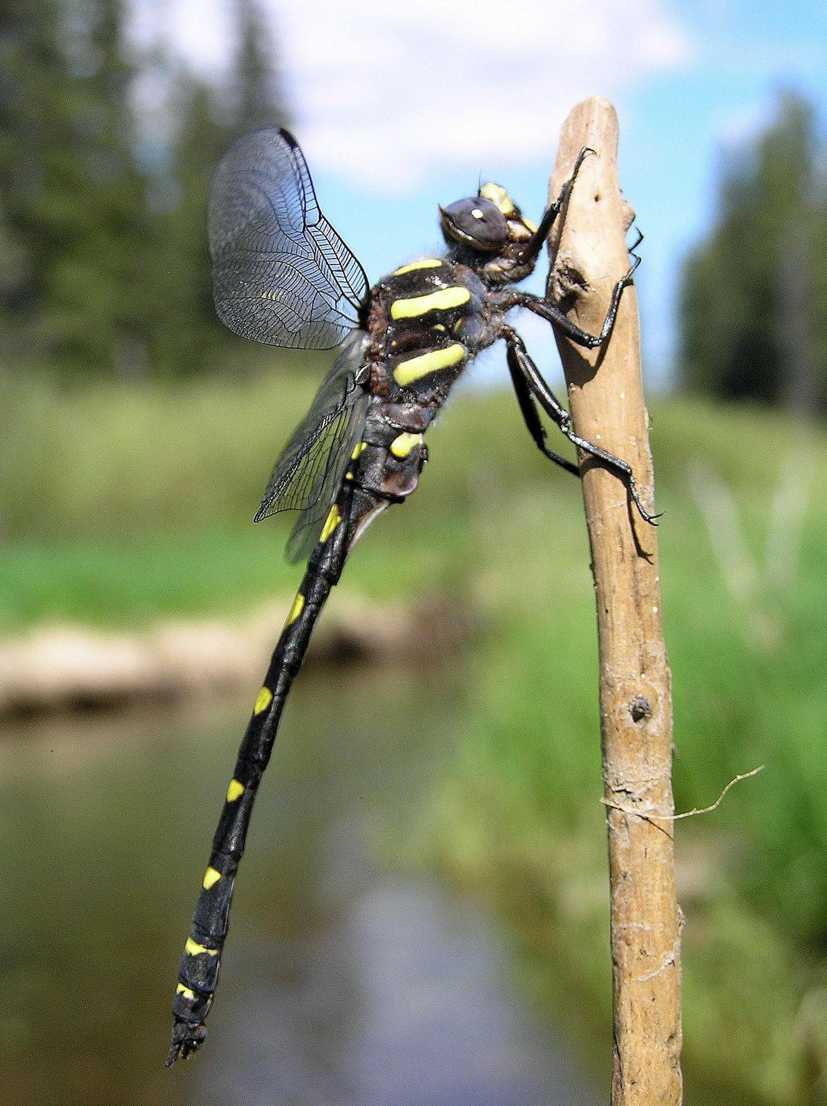 Pacific Spiketail Photo by Nathan Kohler