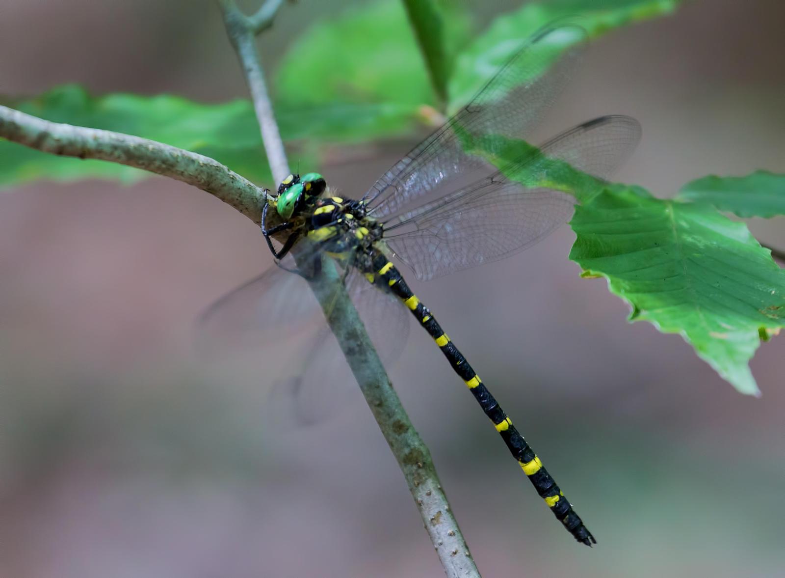 Tiger Spiketail Photo by Michael Moore