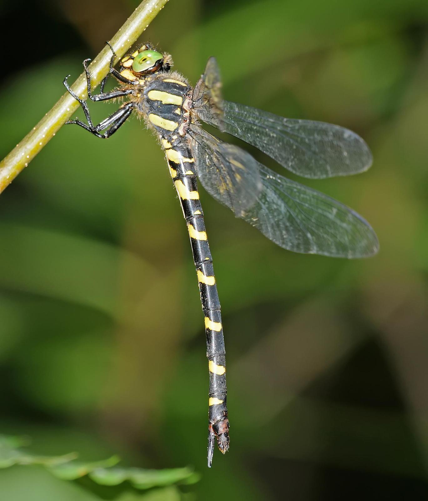 Tiger Spiketail Photo by marion dobbs