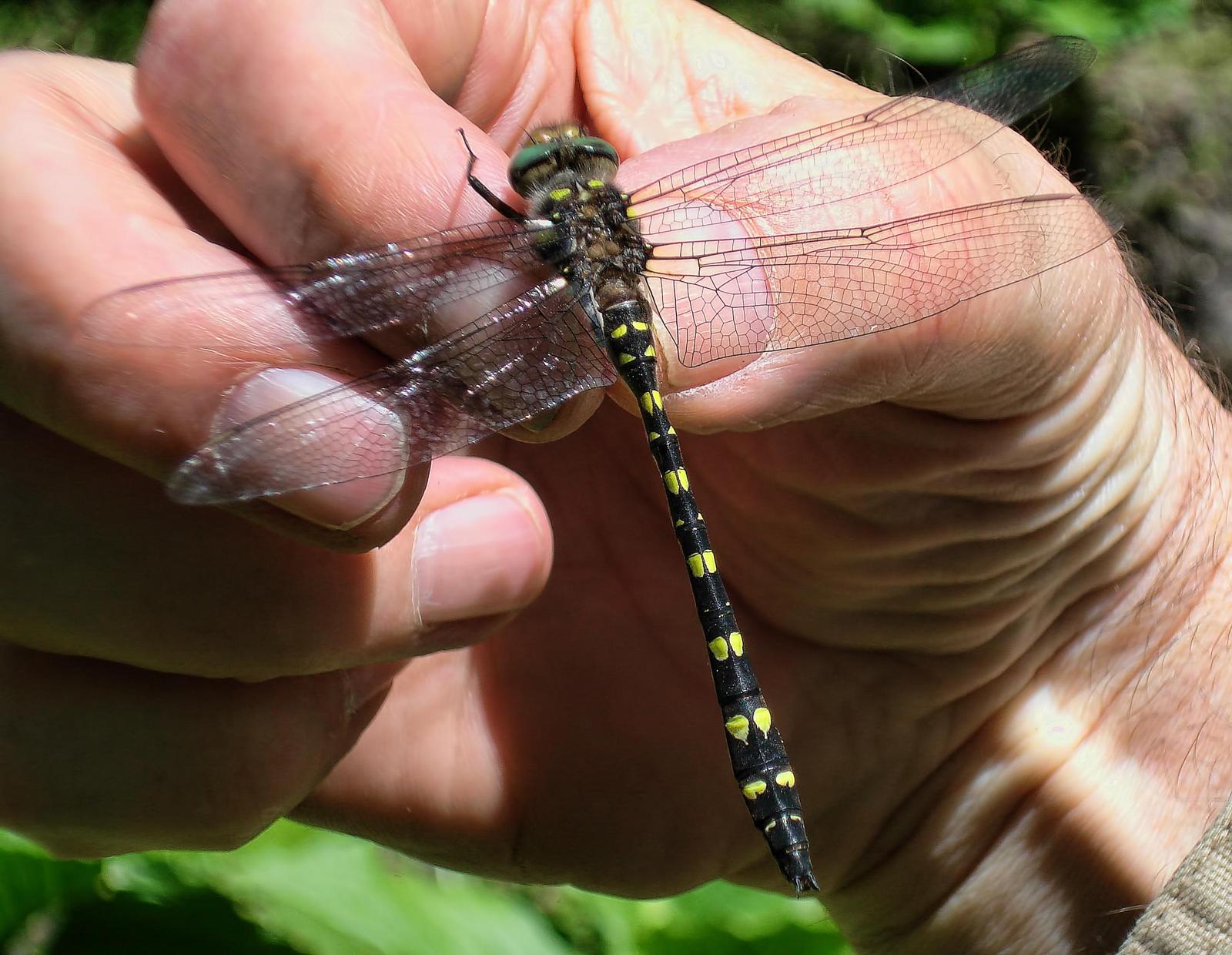 Twin-spotted Spiketail Photo by Michael Moore