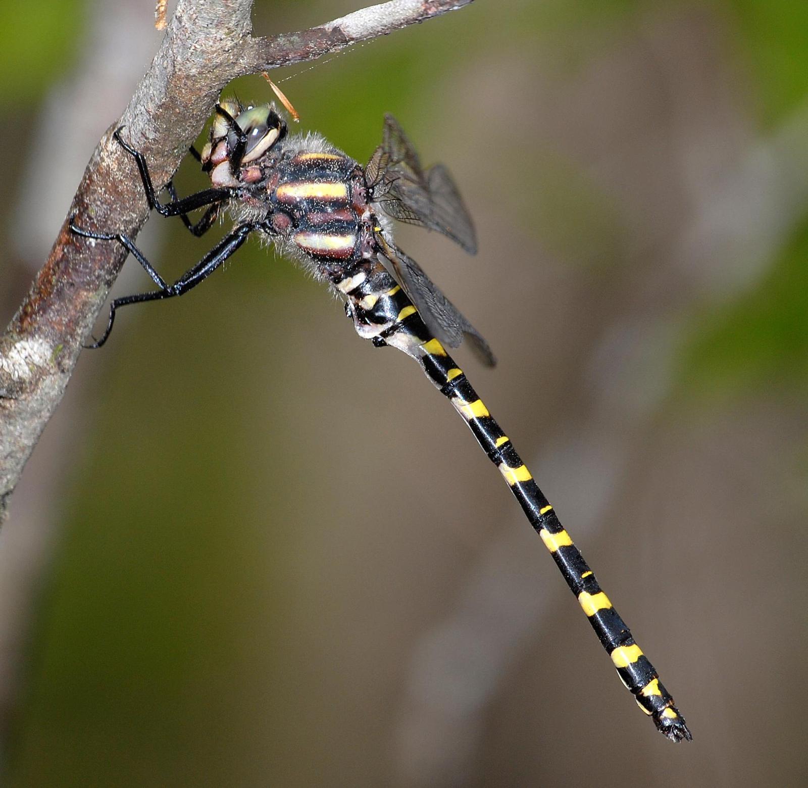 Say's Spiketail Photo by marion dobbs
