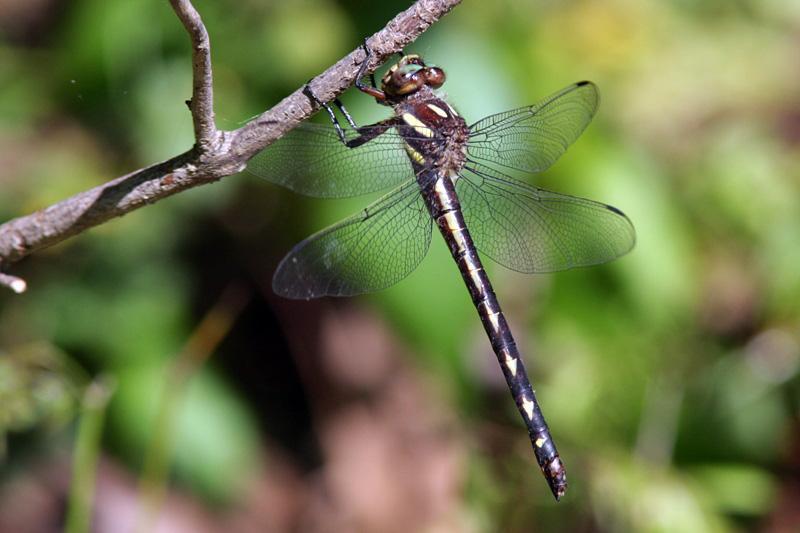 Ouachita Spiketail Photo by Terry Hibbitts